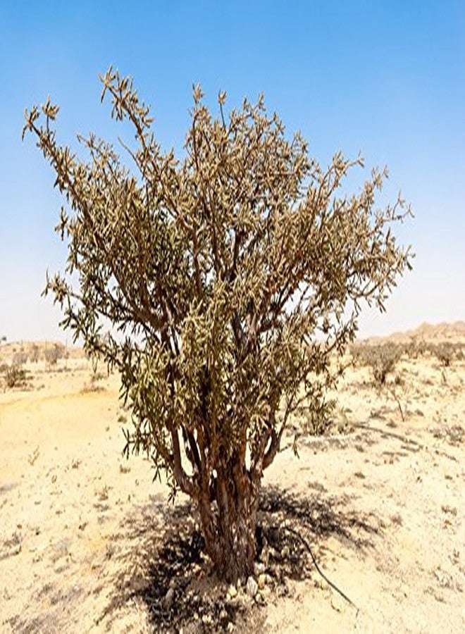 يو إس أورجانك زيت اللبان العطري العضوي النقي 100% من الولايات المتحدة الأمريكية، معتمد من وزارة الزراعة الأمريكية كمنتج عضوي، مقطر بالبخار، من نبات البوسويليا سيراتا، مصدره الهند، للاستخدام الموضعي أو في جهاز التبخير، مثالي لجميع أنواع البشرة أو للبشرة المتقدمة في السن (15 مل) - Image 3